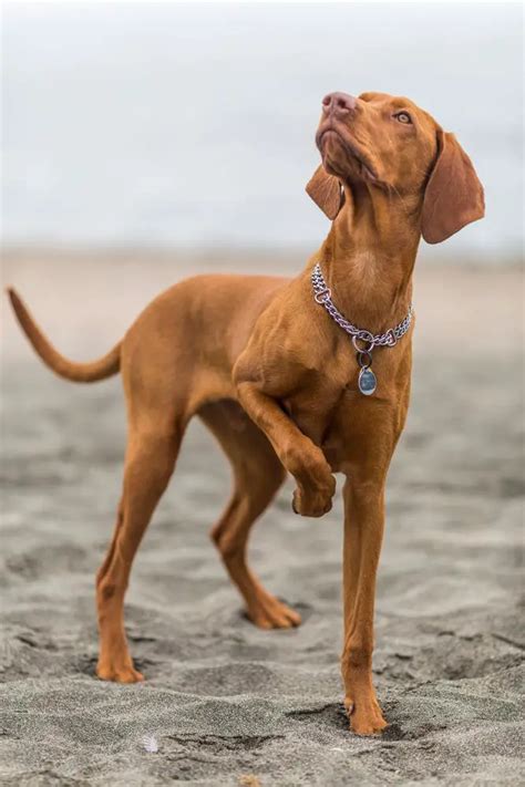 How Much Should Rhodesian Ridgeback Weigh? Rhodesian Ridgeback Weight Calculator.