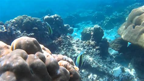 Snorkeling at the Surin Islands Thailand - YouTube