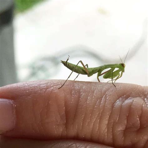 Babby Do Praying Mantis Bite