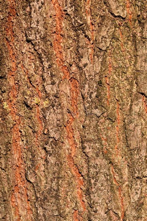 Golden rain tree stock image. Image of wood, rain, tree - 237786341