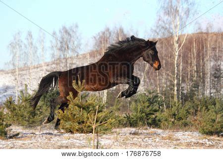 Black Horse Jumping Image & Photo (Free Trial) | Bigstock