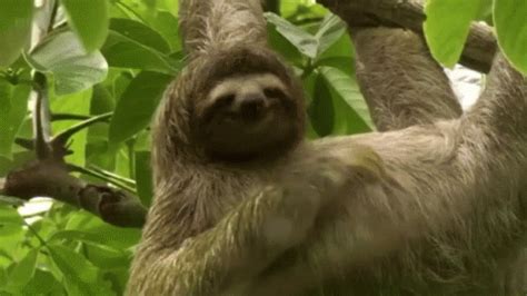 Sloth GIF - Scratch - Discover & Share GIFs