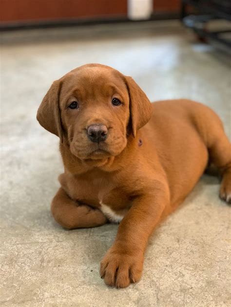 Fox Red Labrador puppy | Cute lab puppies, Fox red labrador puppy, Fox red labrador