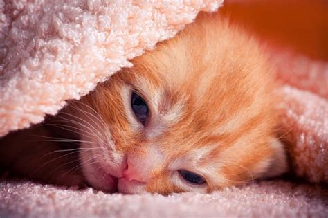 Eye Diseases in Neonatal Kittens: Causes, Symptoms, & Treatment - Cats.com