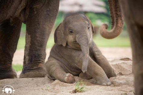 A mother elephant helps her baby elephant learn to walk less than 24 ...