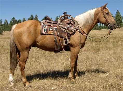 buckskin horse | Horses, Roping horse, Palomino horse