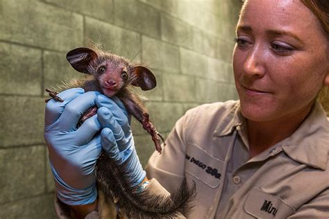 San Diego Zoo's baby aye-aye looking strong at first checkup (Video) | Zooborns | Earth Touch News