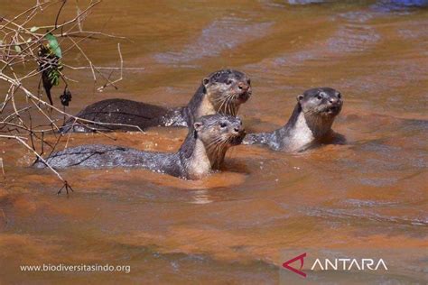 Pulau Curiak di Kalsel jadi surga habitat berang berang - ANTARA News