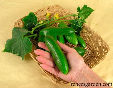 'Green Fingers' Persian Baby Cucumbers | Renee's Garden Seeds