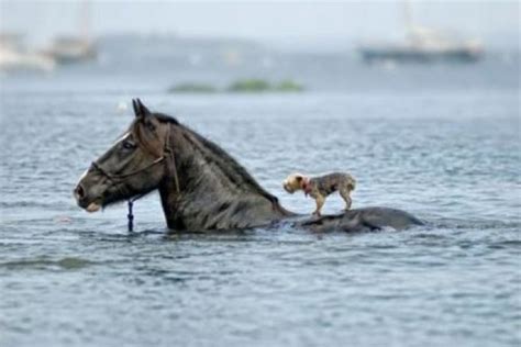 21 Genius Animals Taking Teamwork To A Whole New Level