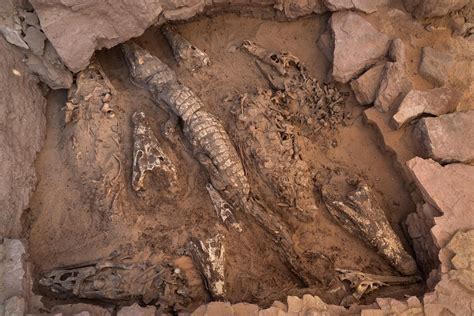 Ancient Egyptian tomb uncovered with mummified crocodiles