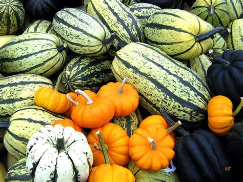 Squash Harvest Photograph by Will Borden | Fine Art America