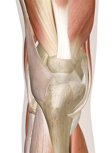 Leg Muscle Diagram : Rezultat imagine pentru leg muscle model labeled ...