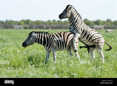 Zebras mating Stock Photo, Royalty Free Image: 48449046 - Alamy