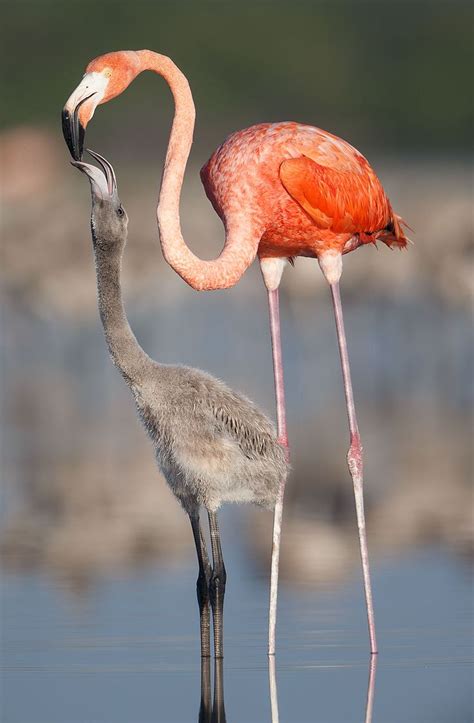 Among Flamingos: 12 Hours on the Mudflats of Mexico's Yucatan | Flamingo, Bird photo, Pet birds