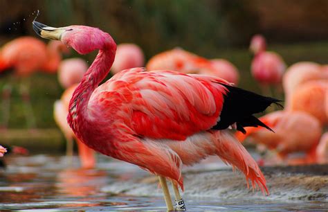 1920x1280 flamingo free desktop backgrounds for winter - Coolwallpapers.me!