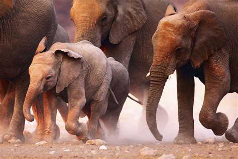 Elephants herd running | Junta de Freguesia de Póvoa de São Miguel