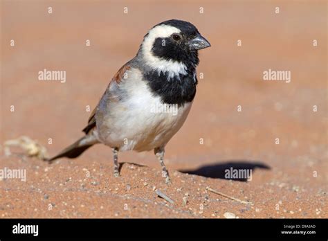 Melanuru hi-res stock photography and images - Alamy