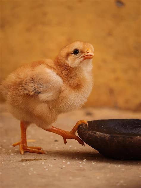 Little Chick at home , Baby Chick with family 3032991 Stock Photo at ...