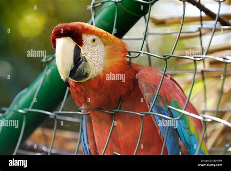 Guacamaya Roja en jaula, Ara macao, Canaima, Venezuela, Sudamérica Fotografía de stock - Alamy