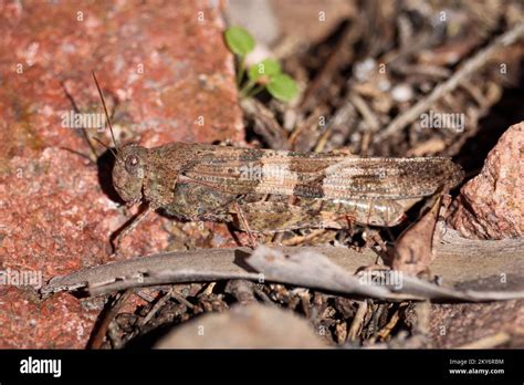 pallid-winged grasshopper or Trimerotropis pallidipennis standing on the ground in Payson ...