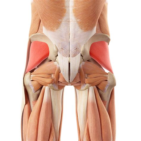 Gluteus muscle Strain: Gluteal Muscle pain & buttock pain - Physio