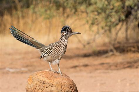 Greater Roadrunner ⋆ Tucson Audubon