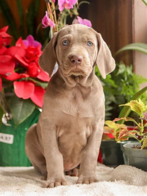 Weimaraner Puppies for Sale | Buckeye Puppies