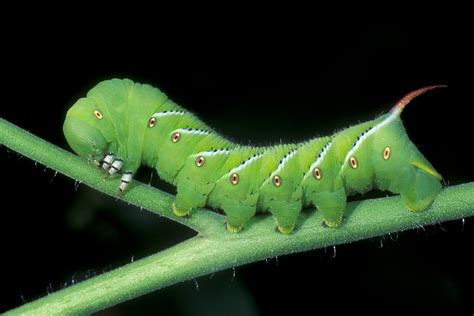 Shining light on the tomato hornworm - The Washington Post