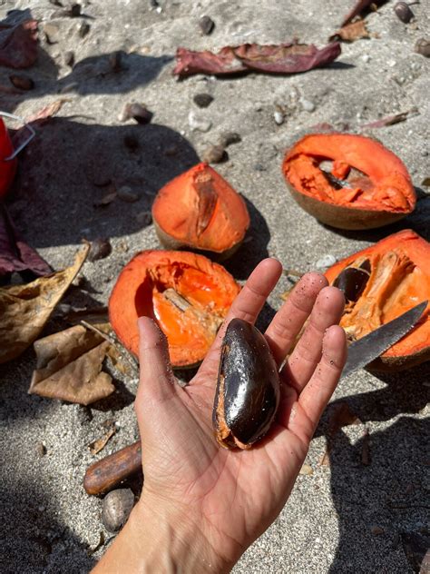 RARE Mamey Sapote Seeds - Etsy