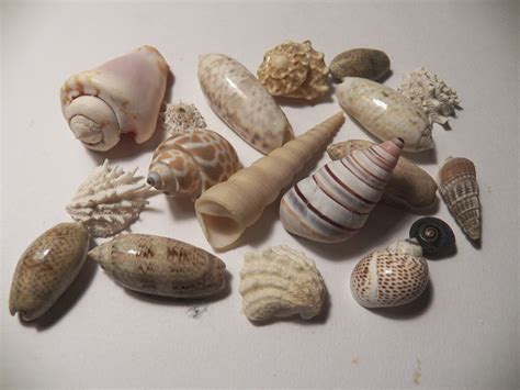 A Collection Of Sea Shells Free Stock Photo - Public Domain Pictures