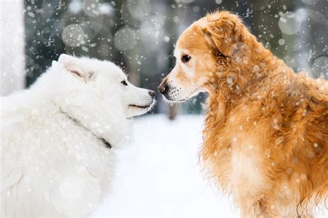 Best Winter Dogs