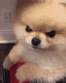 Angry Dog GIF – Angry Dog Lmao – discover and share GIFs