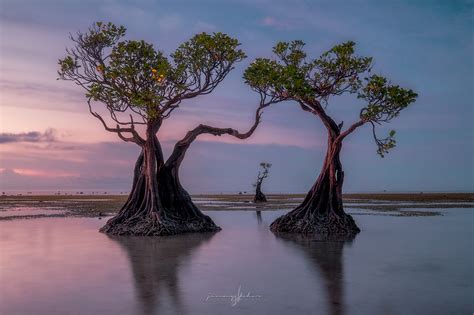 Mangrove Trees of Walakiri Beach, Indonesia