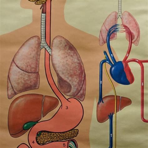 Human Metabolism Body Excretion Water Balance Medical Wall Chart | Chairish