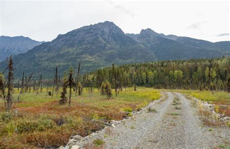 Dirt road into the forest stock image. Image of scenery - 154319395