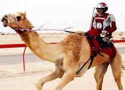 Robot camel-jockeys take to the track | New Scientist