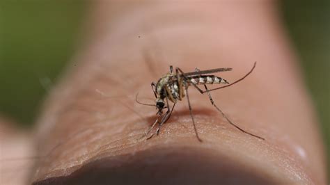 Why Do Mosquitoes Bite Some People More? - GoodRx
