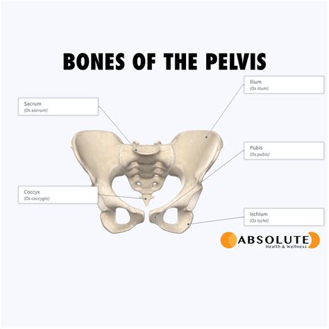 Pelvic Floor Anatomy - Absolute Health & Wellness