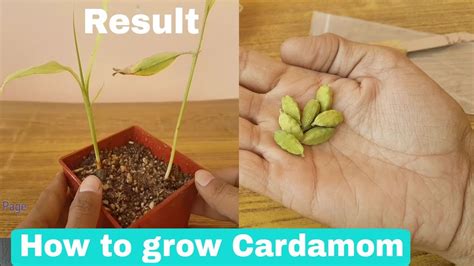 How Do You Grow Cardamom Seeds? The 10 Correct Answer - Chiangmaiplaces.net