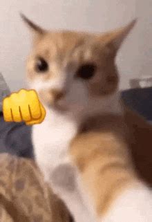 GIFs de Cat Punching | Tenor