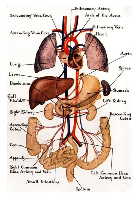 Female Anatomy Chart Organs