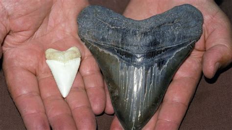 megalodon | Size, Fossil, Teeth, & Facts | Britannica