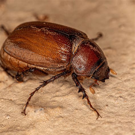 9 Different Types of June Bugs (Beetles) to Look Out For