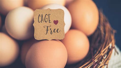 Why cage-free eggs becoming norm: It's what people want - KYMA