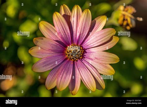 Veldt daisy flower osteospermum hi-res stock photography and images - Alamy