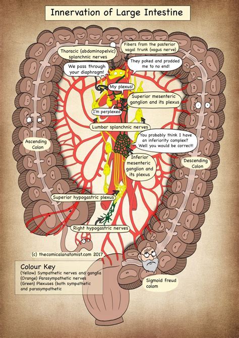 Step inside to see what brings your colon to life! | Medical anatomy, Large intestine, Human ...