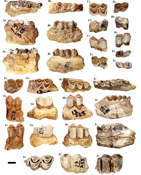 New Cervid (Artiodactyla) Fossils from Middle Siwaliks of Pakistan