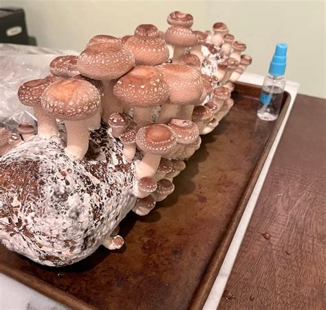 Shiitake Mushrooms Growing