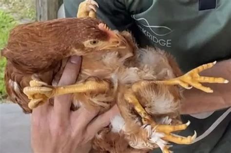 Freak four-legged chicken with rare condition almost 'bullied to death ...